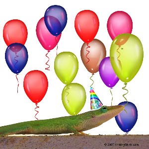 ../Images/birthday lizard 001.jpg